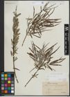 Foto von Salix viminalis L.